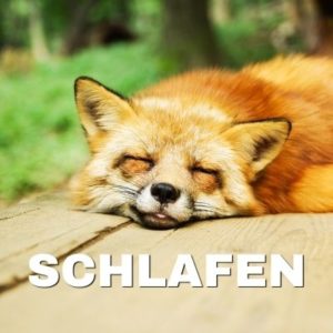 schlafender Fuchs, Schlafen