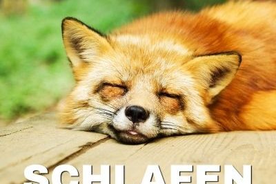 schlafender Fuchs, Schlafen