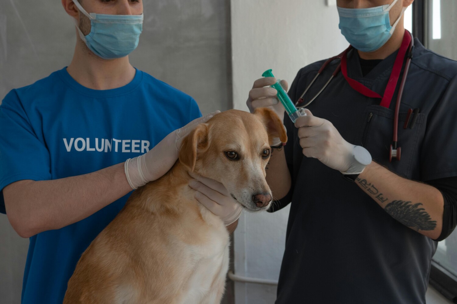 Tierärzte behandeln Hund Zwei Tierärzte behandeln einen Hund