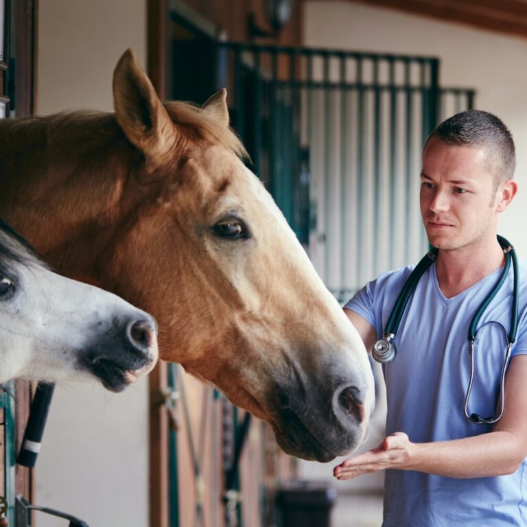 Veterinärmediziner im hellblauen Kittel und mit Stethoskop über den Schultern, untersucht ein braunes Pferd. Vom Pferd ist nur der Kopf zu sehen. Zudem ist neben dem Pferd ein kleineres graufarbenes Pferd im Bild zu sehen. Ort des Geschehens ist ein Pferdestall.